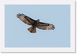 3 hiirihaukka Buteo buteo 5497 * 900 x 600 * (232KB)